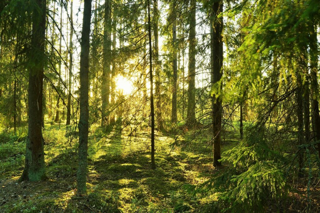 sweden forest